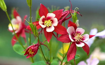 aquilegia-red-orbit-