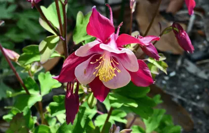 Aquilegia Songbird Cardinal red and white flower with green foliage.