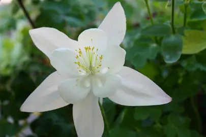 Aquilegia Songbird Dove elegant, white flower.