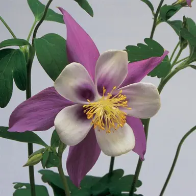 Aquilegia Songbird Nightingale plant with purple and white flowers.