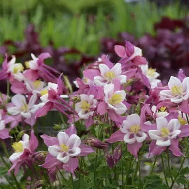 Aquilegia Songbird Robin plants with masses of pink and white flowers.