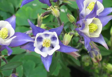 Aquilegia vulgaris blue and white flowers.