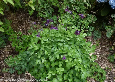 Aquilegia 'Winky Purple And White' plant with green foliage and purple flowers.