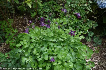 Purple flowers on Aquilegia 'Winky Purple And White' plant with green foliage.