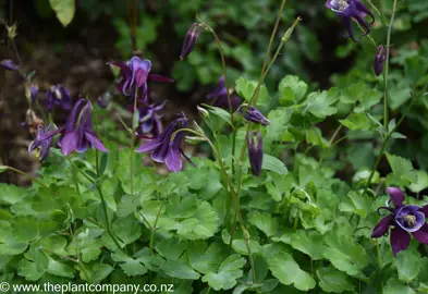 Aquilegia 'Winky Purple And White' purple flowers and green foliage in a garden.