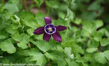 Aquilegia 'Winky Purple And White' purple flower.