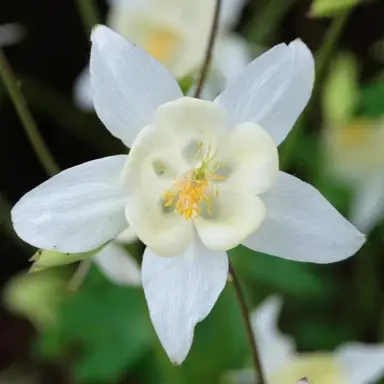 Aquilegia White flower.