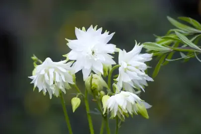 Aquilegia White Barlow white flowers.