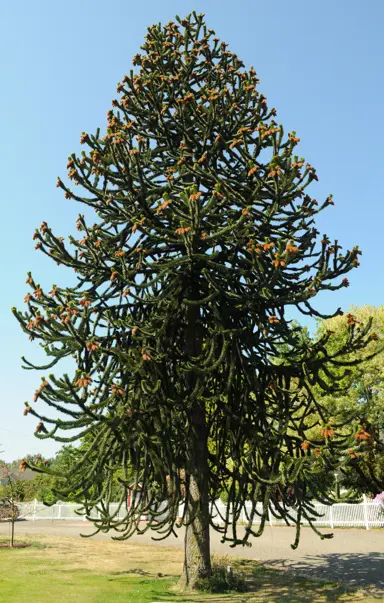 araucaria-araucana-