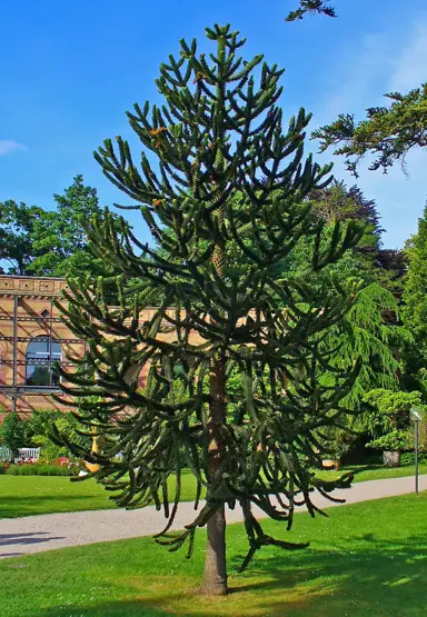 araucaria-araucana-2