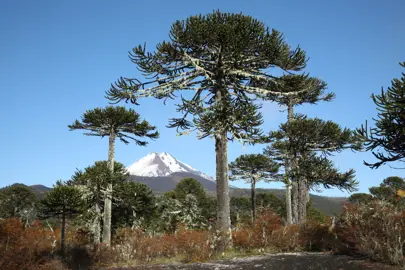 araucaria-araucana-5