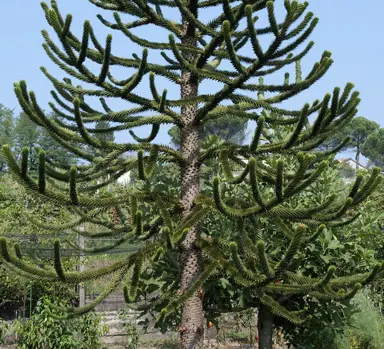 araucaria-araucana-6