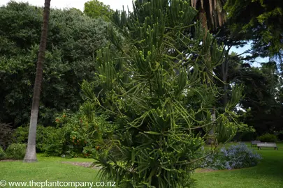 araucaria-laubenfelsii--1