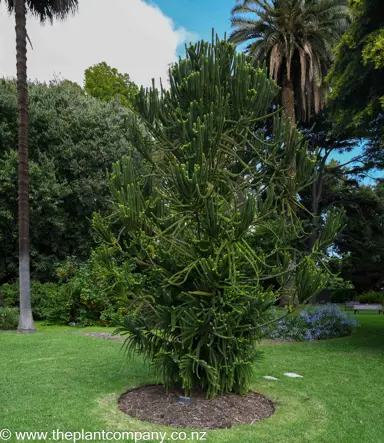 araucaria-laubenfelsii-