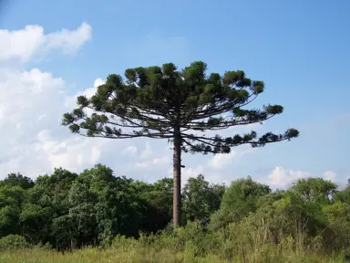 araucaria-angustifolia-1