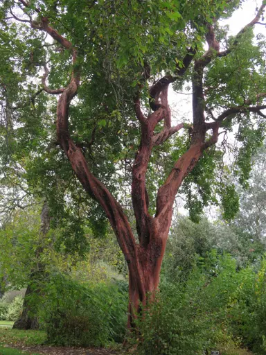 Arbutus andrachnoides tree.