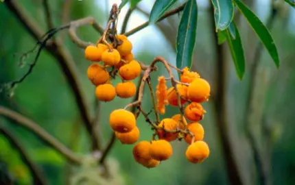 arbutus-canariensis-