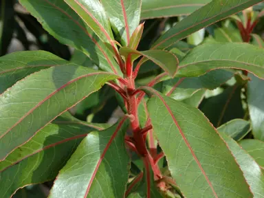 arbutus-canariensis-1