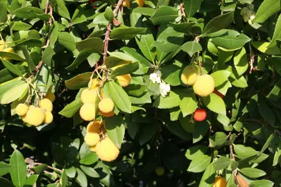 arbutus-unedo-3