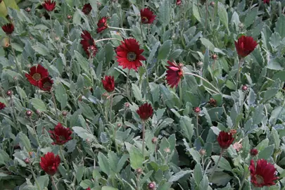 Arctotis 'Burgundy' plants with grey foliage and purple flowers.