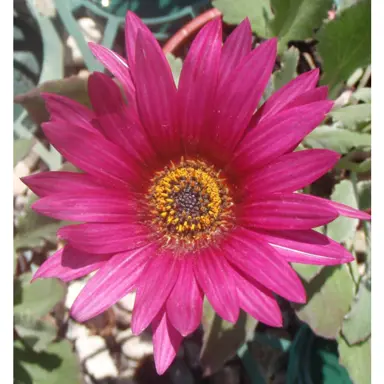 Arctotis 'Cherry Velvet' dark pink flower and grey foliage.