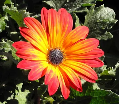 Arctotis 'Fireglow' orange and red flower.