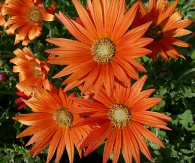 Arctotis 'Flame' orange flowers.