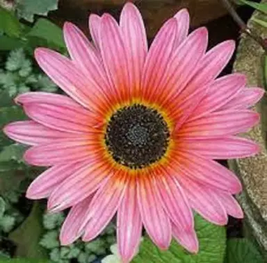 Arctotis 'Flamingo' pink flower.