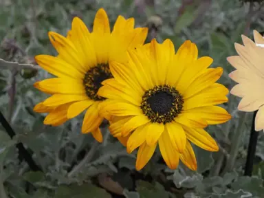 Arctotis 'Golden Sunset' yellow flowers and grey foliage.