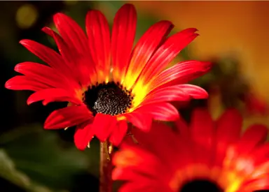 Arctoti 'Hannah' red and orange-yellow flower.