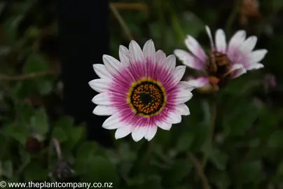 Arctotis 'Louise' pink and white flower.