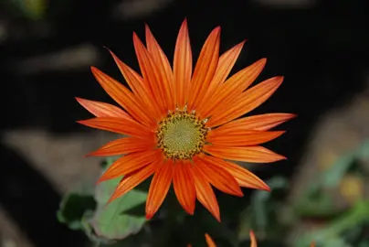 Arctotis 'Orange Flame' orange flower.