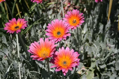 Arctotis 'Pink Sugar' flowers.