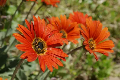 Arctotis 'Pumpkin Pie' plant with grey foliage and orange flowers.