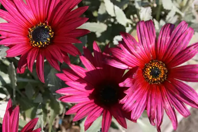 Arctotis 'Purple' flower and grey foliage.