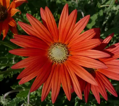 Arctotis 'Red Flame' red flower.