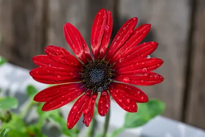 Arctotis 'Red Magic' red flower.