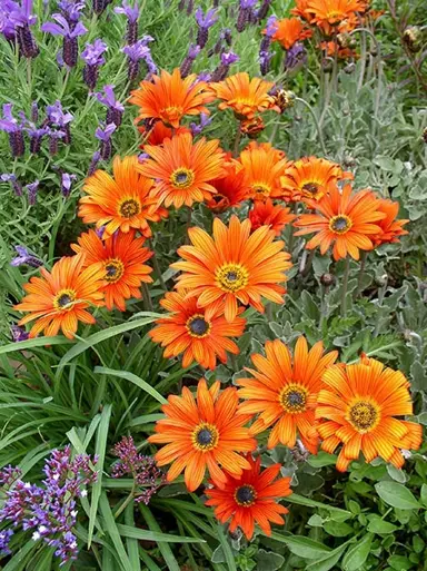 Arctotis 'Silverdust Glow' plant with orange flowers.