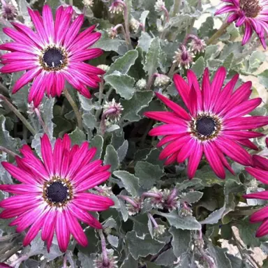 Arctotis 'Silverdust Pink' plant with grey leaves and pink flowers.