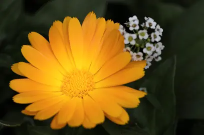 Arctotis 'Yellow' flower.