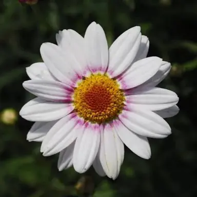 argyranthemum-barbie--1