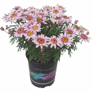 argyranthemum-barbie-