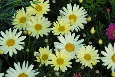 argyranthemum-butterball-