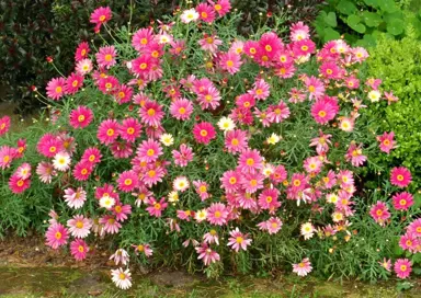 argyranthemum-double-act-