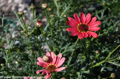 argyranthemum-grandessa--2