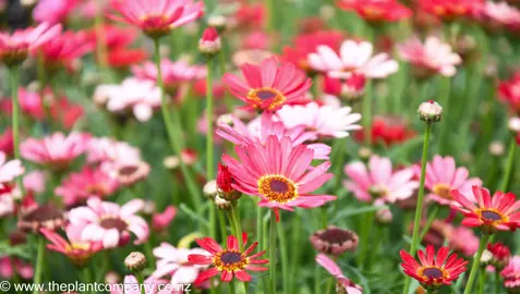 argyranthemum-grandessa--4