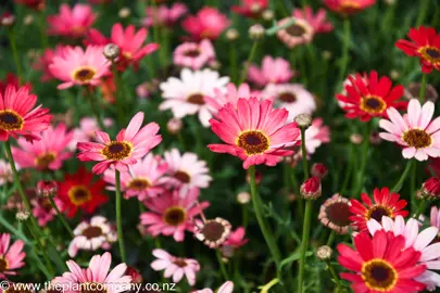 argyranthemum-grandessa--6