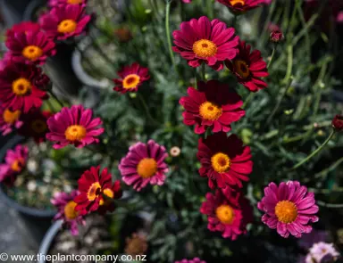 argyranthemum-starlight-red--1