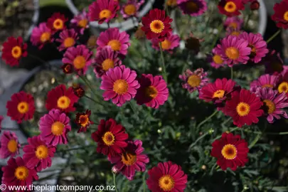 argyranthemum-starlight-red--2