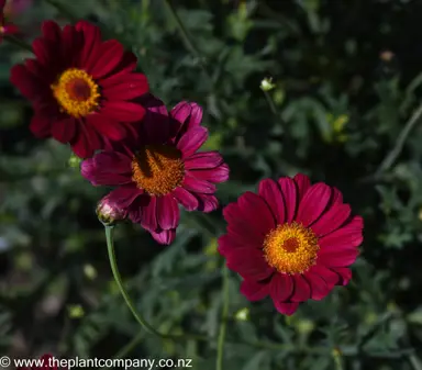 argyranthemum-starlight-red--3